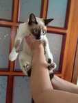 Кошка, киця котята Сноу шу.