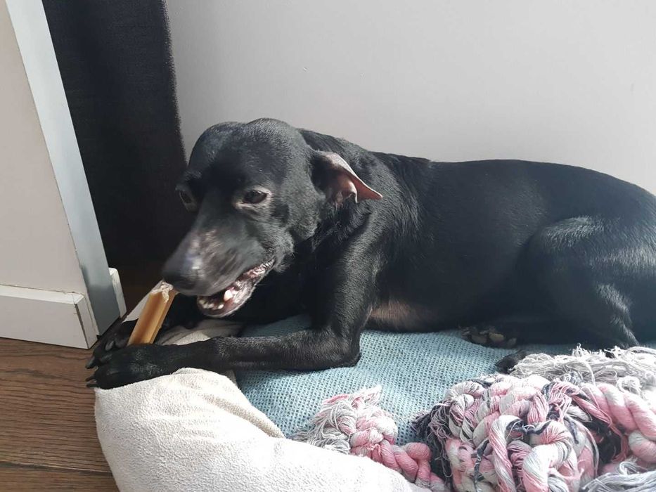 Zaginęła suczka Luna