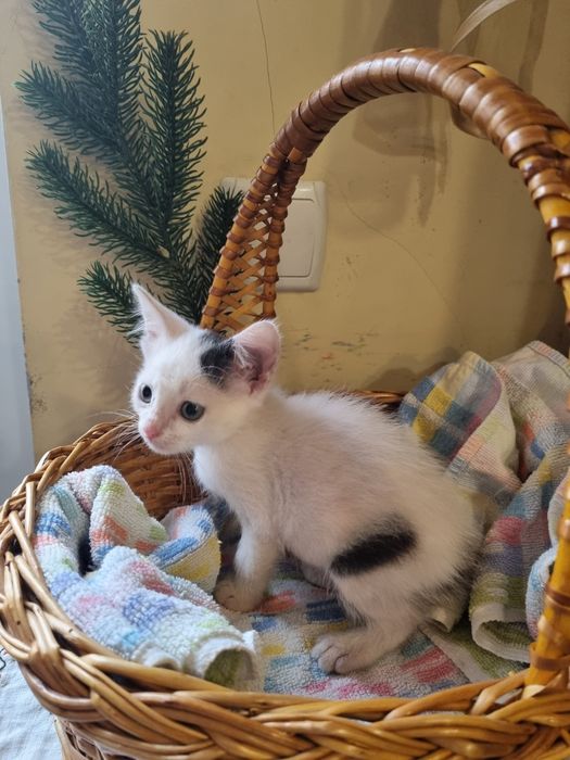 Кошенята в добрі руки, безкоштовно