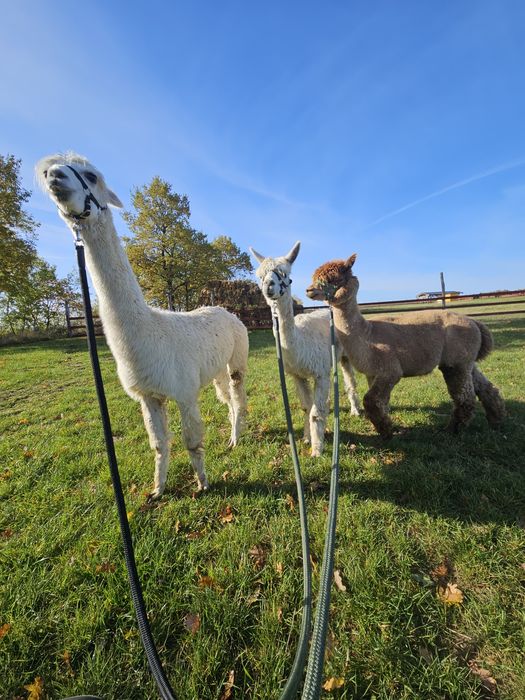 Alpaki samce cena za 3szt