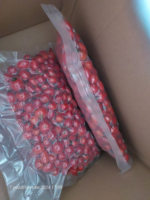 Dzika róża owoce świeże 20 kg