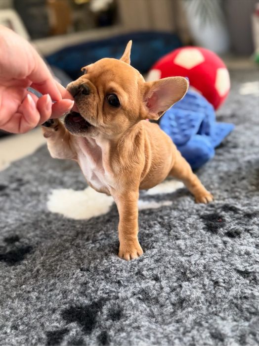 FIGO Buldog francuski ZKwP FCI, Hodowla Harper Dog House FCI