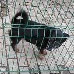 Ivan do pilnej adopcji w schronisku nie ma miejsc na nowe