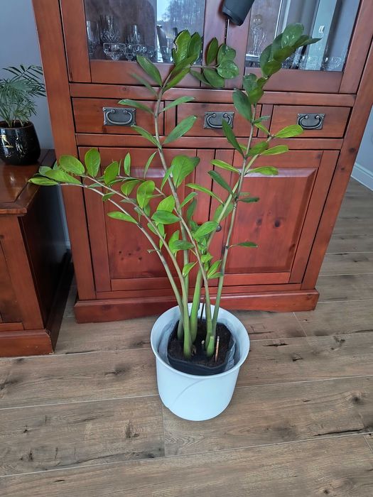 Kwiat doniczkowy Zamiokulks duży