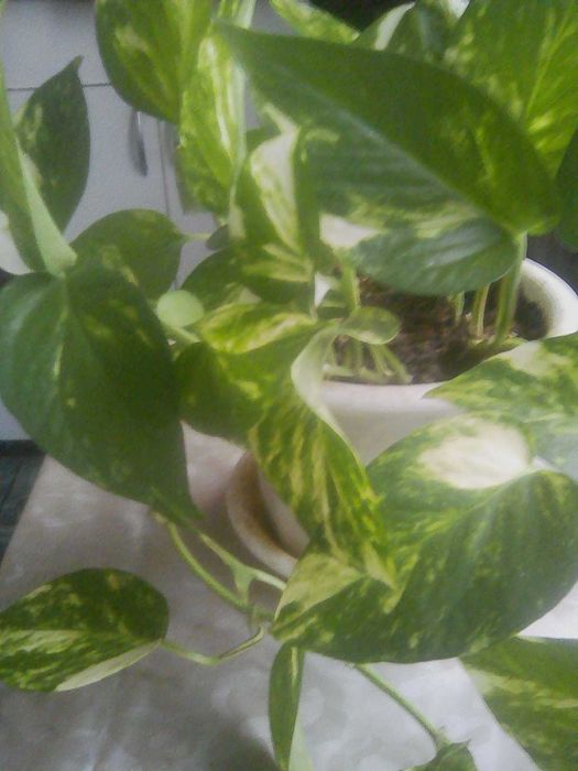 Продам монстеру.