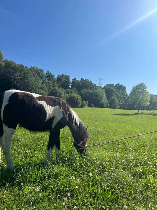 Przepiękna klacz srokata tinker z kucem walijskim