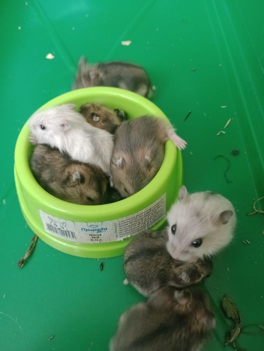 Продам хом'ячат джунгариків