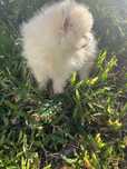 Menino spitz anao