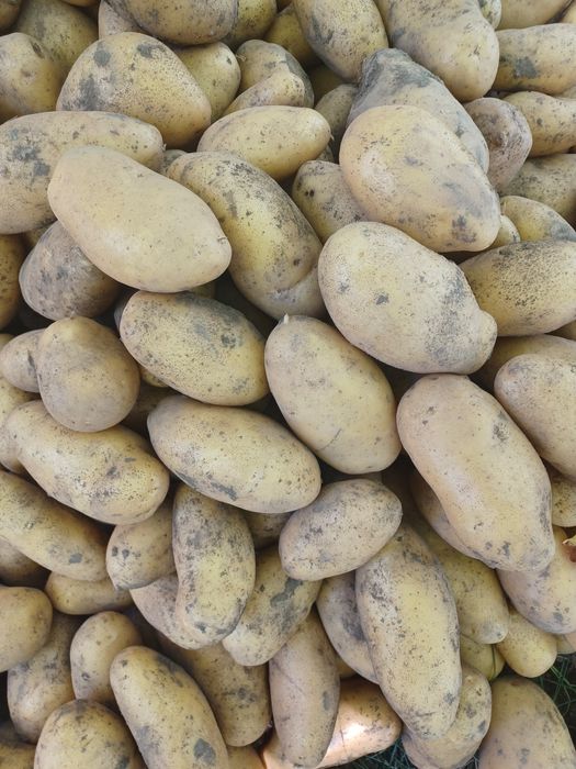 Картопля різних сортів на зиму.