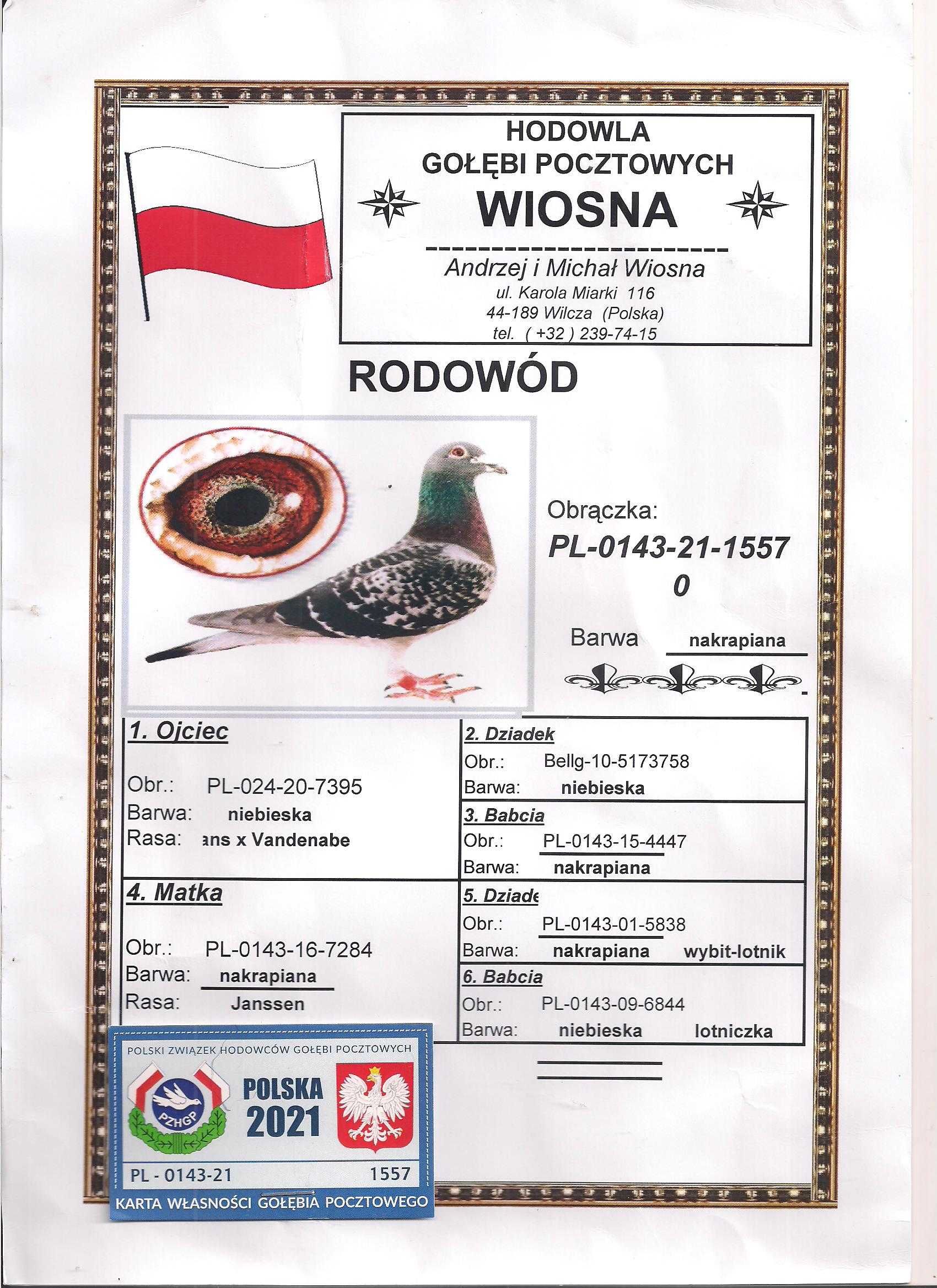 Młode para 98 Oryg. A.M Wiosna Wnuczka Rude gołąb gołębie pocztowe