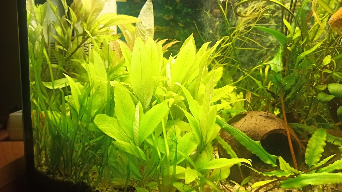 Nadwódka dębolistna szerokolistna /orzech / Hygrophila Corymbosa