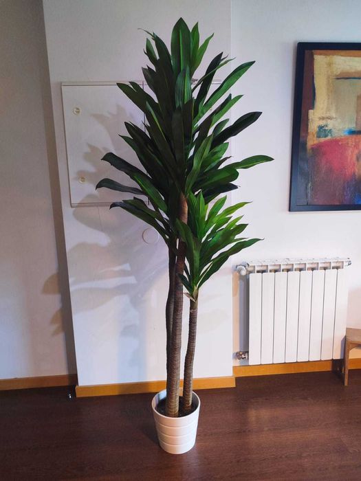 Plantas decorativas + Vaso I +/- 190CM I 2UND