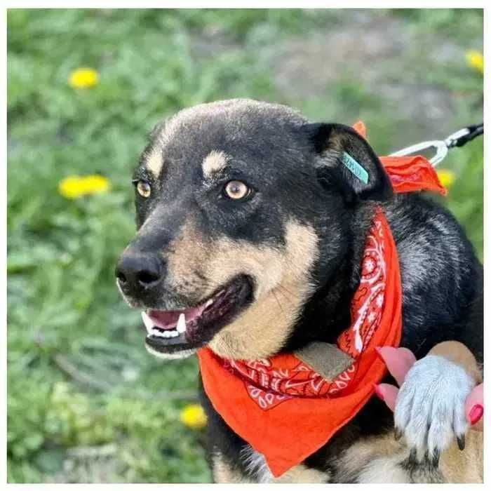 Спокойная собака в добрые руки