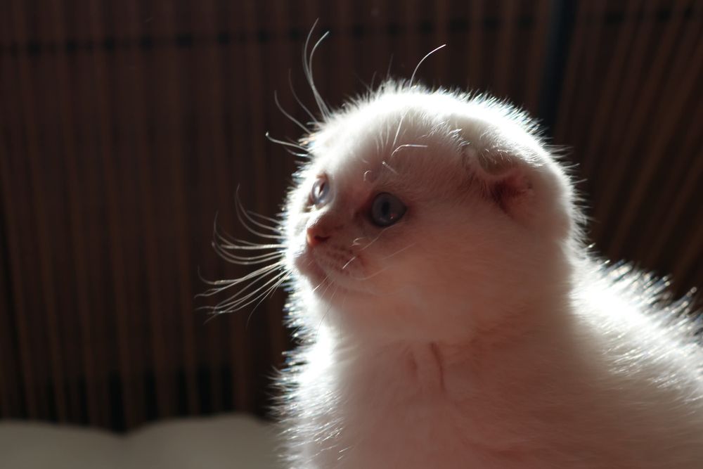 Um gatinho scottish fold pointe