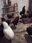 Kogut, Kogut araucana