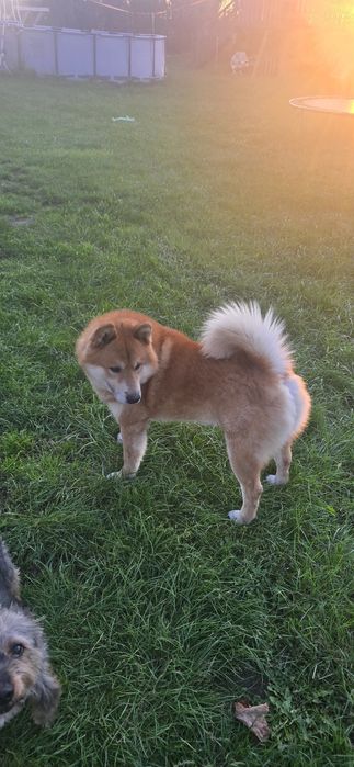 Shiba inu reproduktor