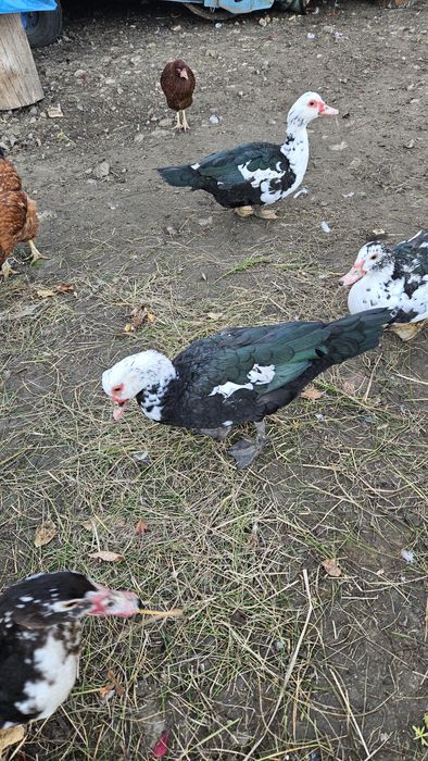 Kaczki,Kaczory francuzy