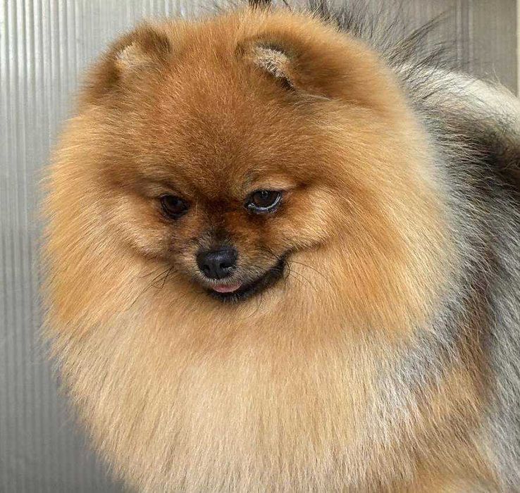 Szpic miniaturowy Pomeranian suczka odbiór grudzień ZKwP/FCI