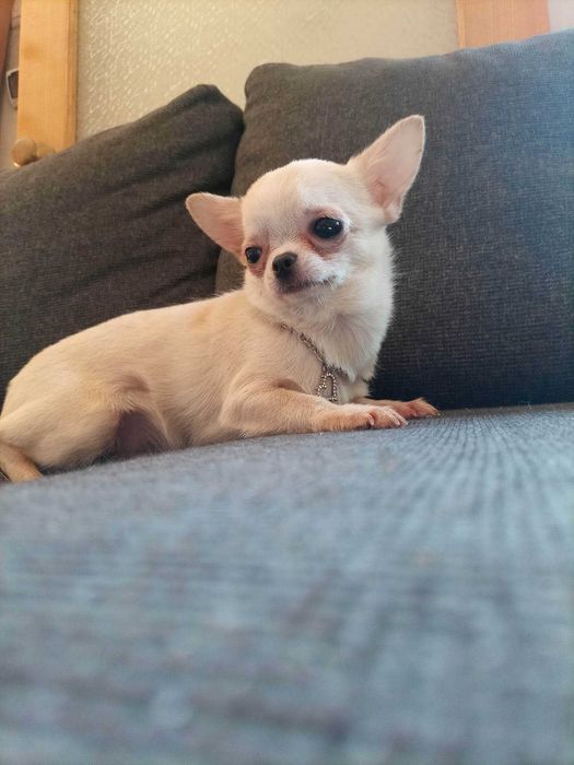 Chihuahua Mini chłopiec gładkowłosy PRZEŚLICZNY !