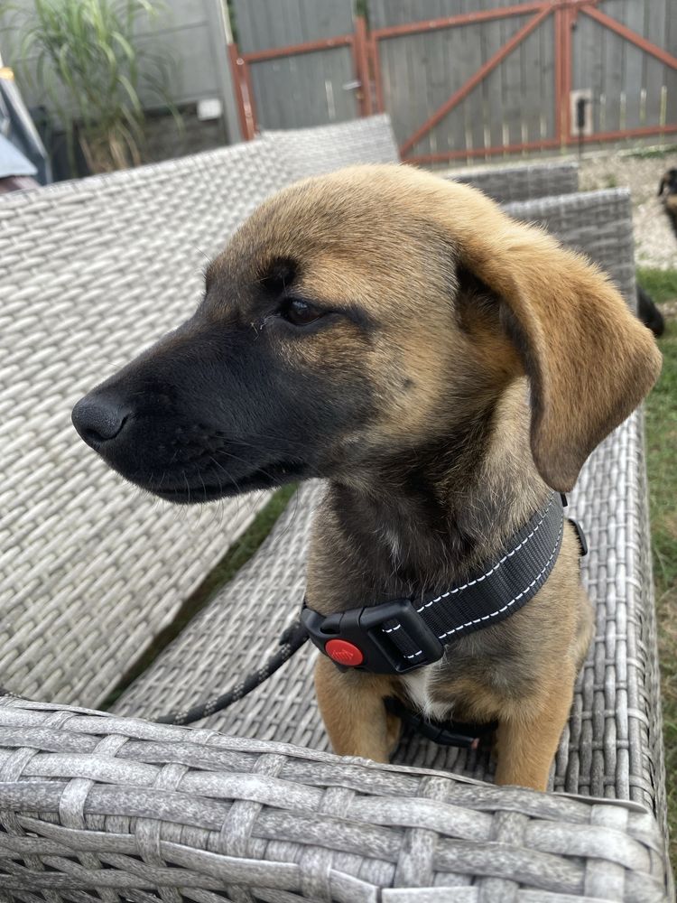 Szczeniak do adopcji za darmo