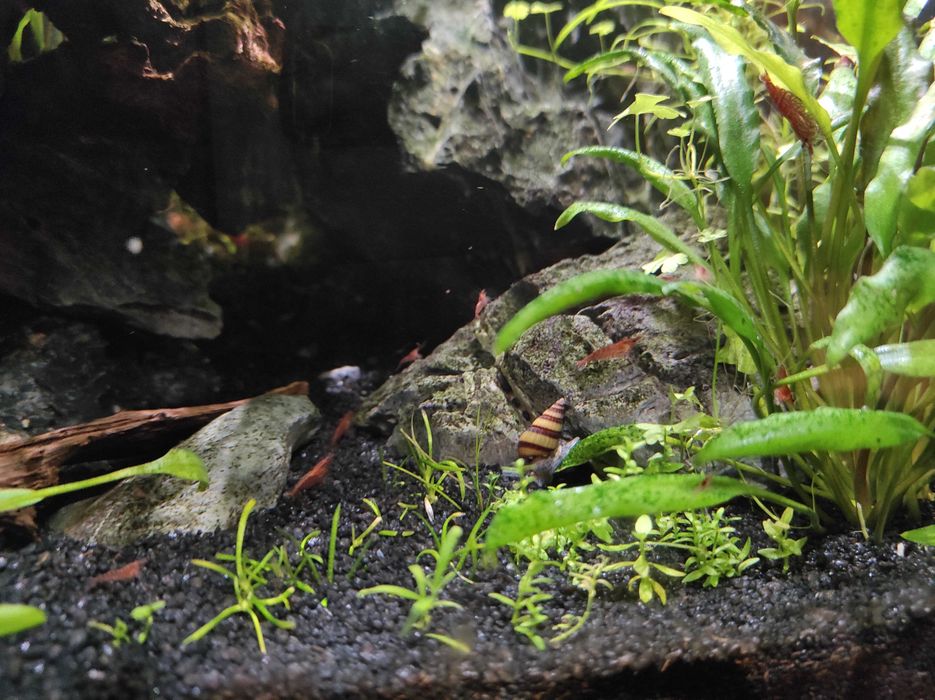 Ślimak Helena Helenka - Anentome Helena