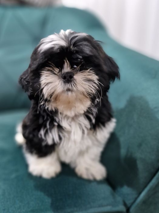 Sprzedam prześlicze szczenięta rasy Shih-tzu.  Mały Lucky