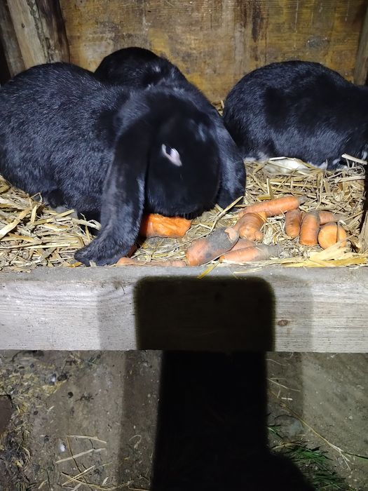 Baran francuski samiec