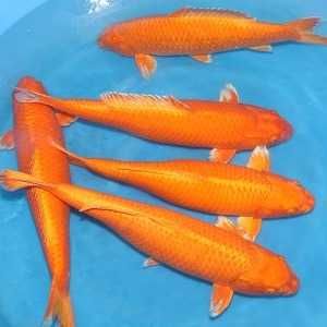 Rybki do oczka Japonskie Karpie koi import