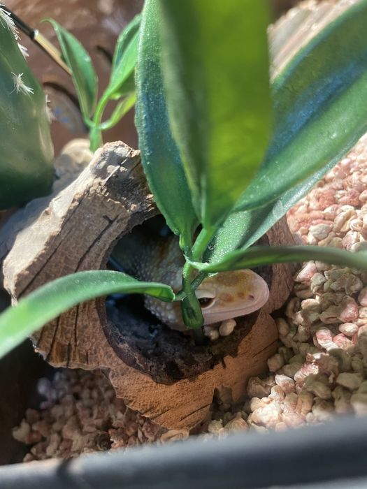 Gekon lamparci z terrarium