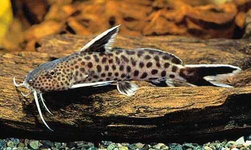 Giętkoząb czarnopłetwy - Synodontis petricola - mały sumik. Wysyłka