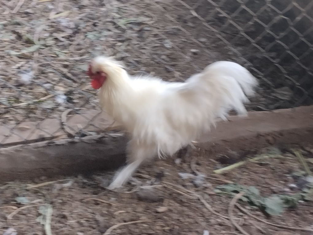 Vendo galo sedosa do japão