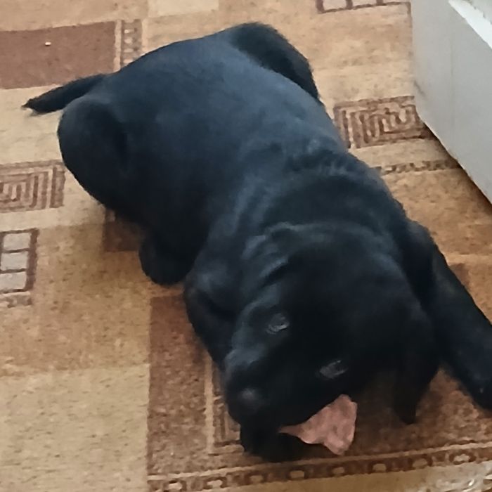 Дівчинка лабрадор чорного кольору  чекає на своїх люблячих господарів