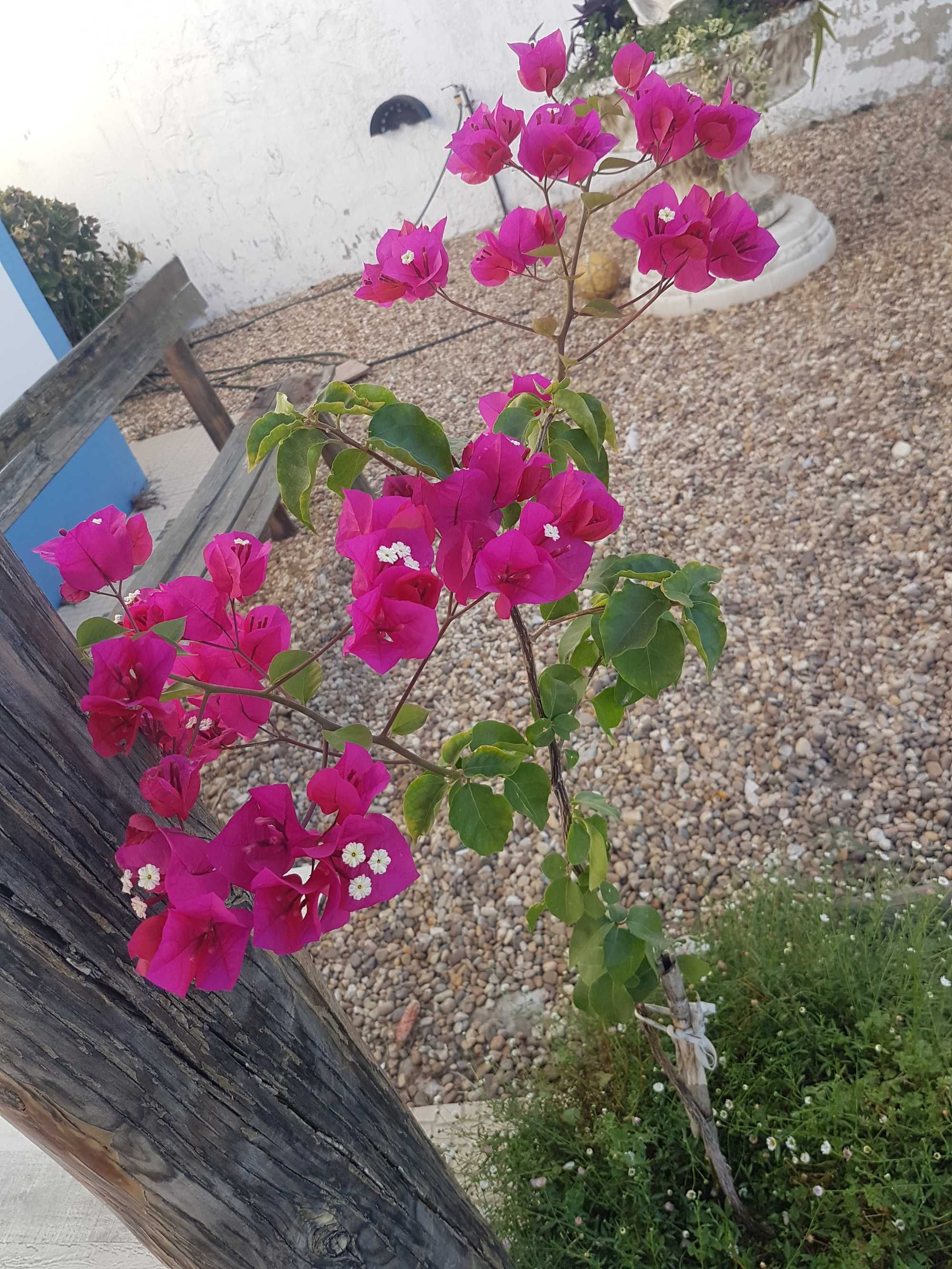 Buganvilia cor de rosa claro ou escuro