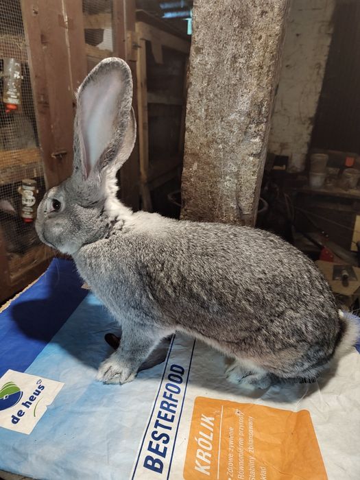 Olbrzym belgijski SZYNSZYLOWY