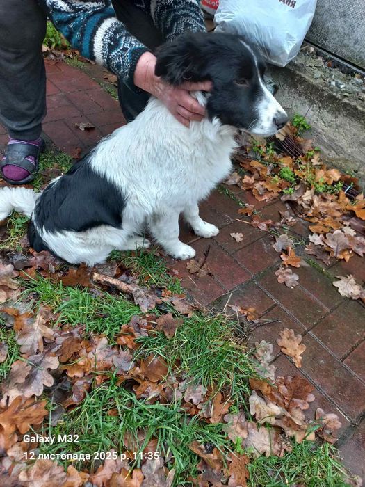 Песик в добрі руки