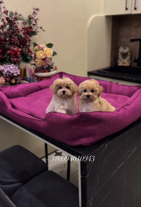 VIP лакшері міні цуценята мальтіпу ф1. Мальтіпу. Цуценя