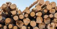 Drewno Opałowe Ekologiczne Odnawialne Tanie Dostawa Gratis