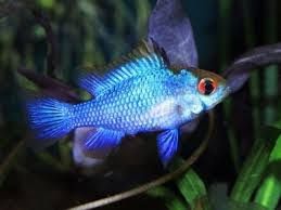 GB RAMIREZA elektric blue pielęgniczka (Mikrogeophagus ramirezi)