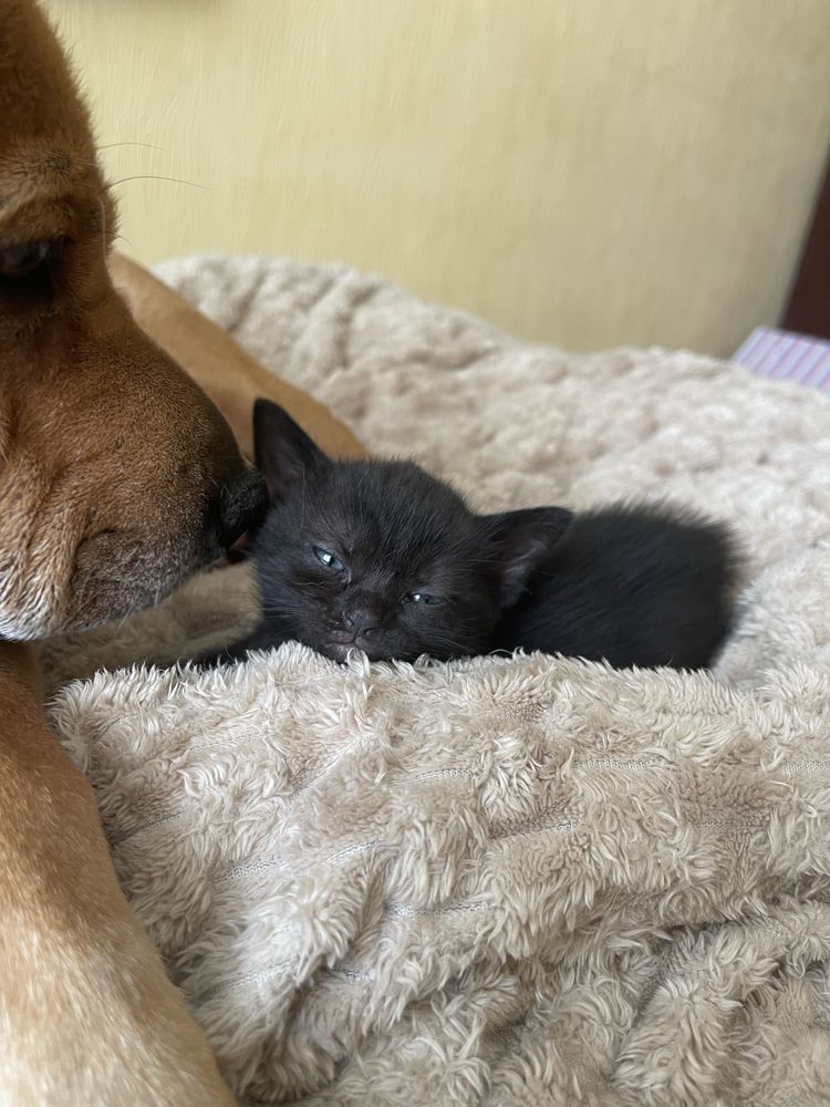 Котики 1,5 міс. 1 дівчинка і 3 хлопця. Полу британці
