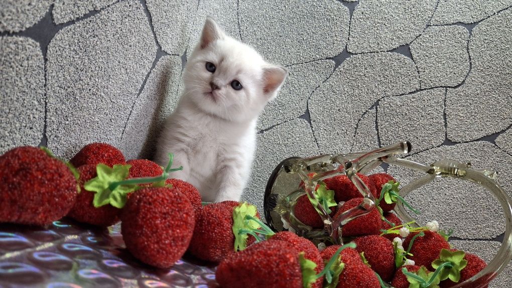 Нежные шотландские котята