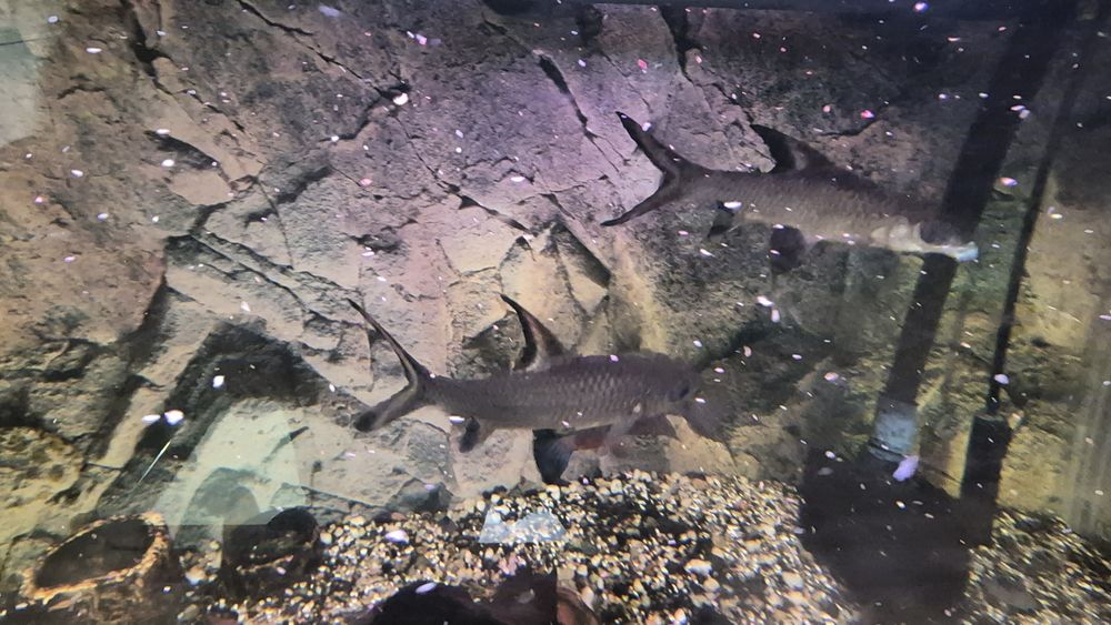 Ryby akwariowe duże!komplet za 100 cukierków!