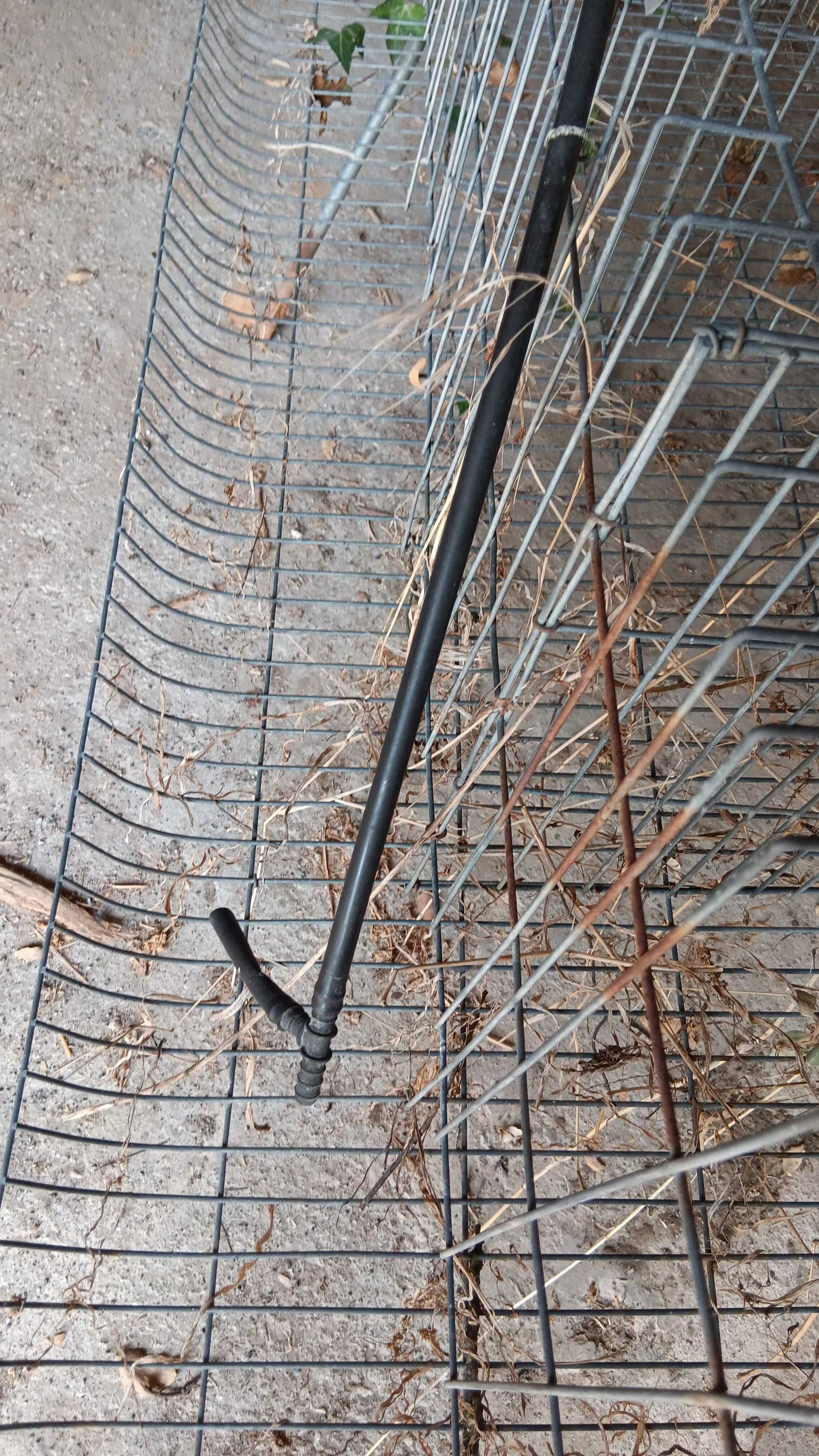 Coelheira de diversos tamanhos