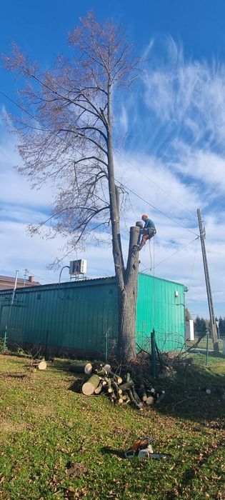 Wycinka, przycinka drzew, pielęgnacja, usługi rębakiem