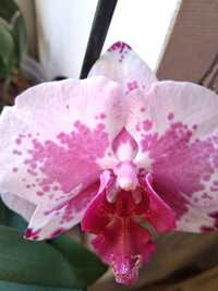 Орхідея орхидея фаленопсис Вероніка Veronika з квітконосом