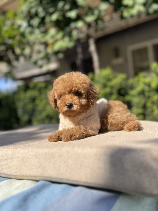 Мальтипу кроха мальчишка