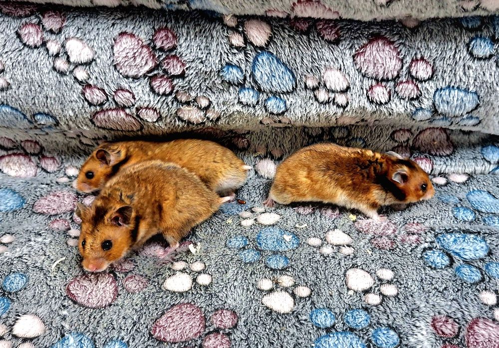 Chomiki syryjskie samce i samiczki.