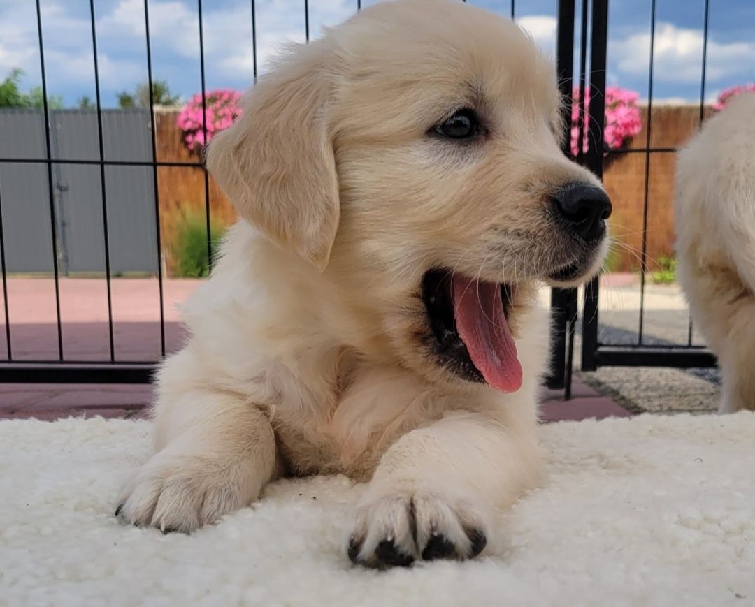 Golden Retriever suczka