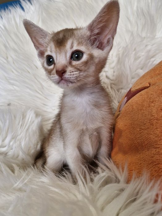 **CHARLI**abisyński kocurek kolor fawn do rezerwacji