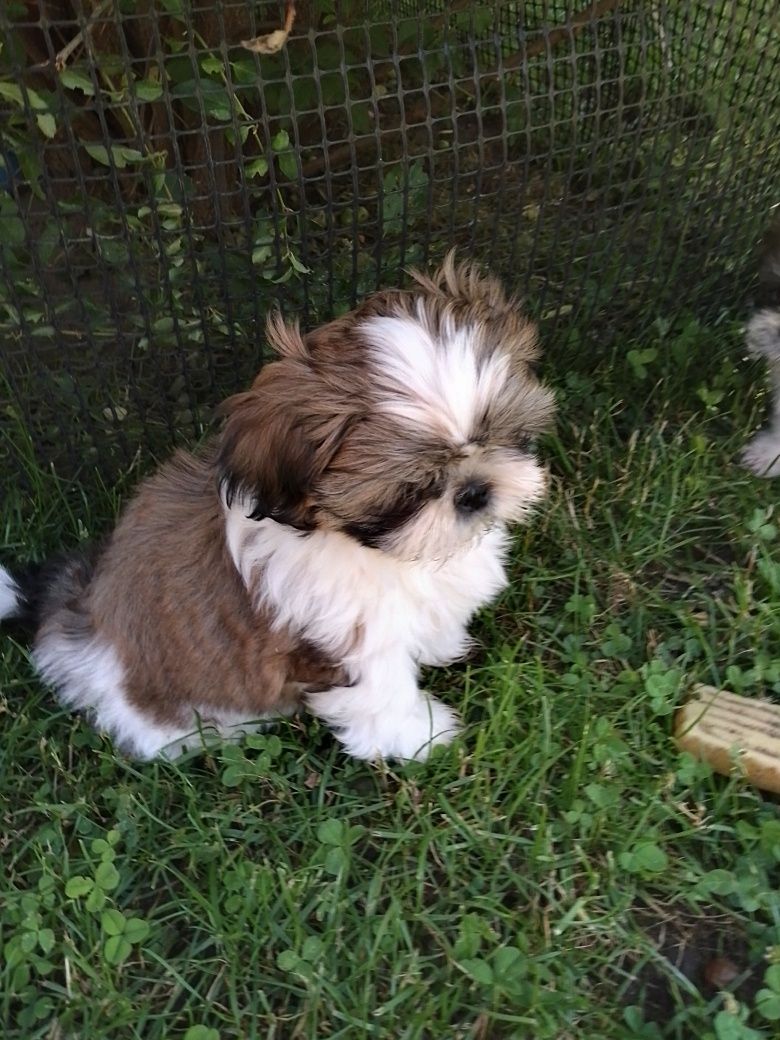 Shih tzu gotowe do odbioru