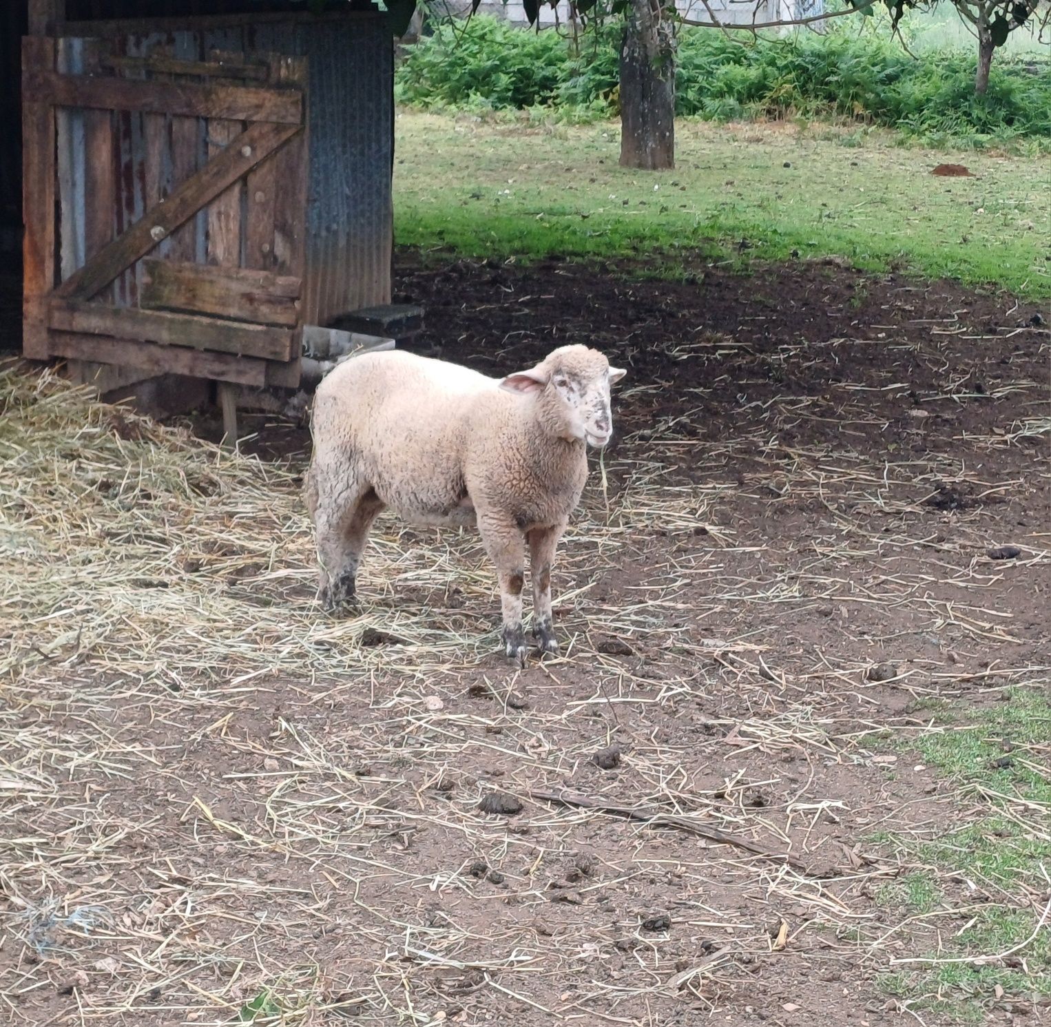 Vendo borrego cruzado suffolk